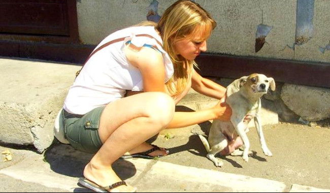 Animal Emergency Foundation Animal Emergency Foundation